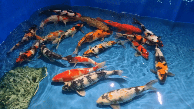 Thanh Lý Koi Nhật!!!. Mua bán Thú cưng khác tại Thành phố Thủ Đức Tp Hồ Chí Minh được đăng bởi Thiên Anh hình 1