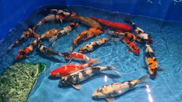 Thanh Lý Koi Nhật!!!. Mua bán Thú cưng khác tại Thành phố Thủ Đức Tp Hồ Chí Minh được đăng bởi Thiên Anh hình 1