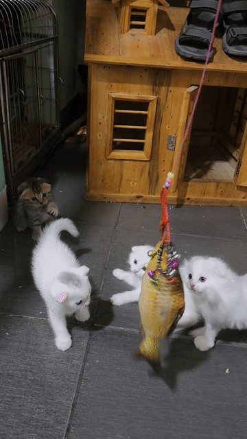 Mèo Anh lông ngắn tai cụp Tabby 2 tháng. Mua bán Mèo tại Quận Bắc Từ Liêm Hà Nội được đăng bởi andong138 hình 1