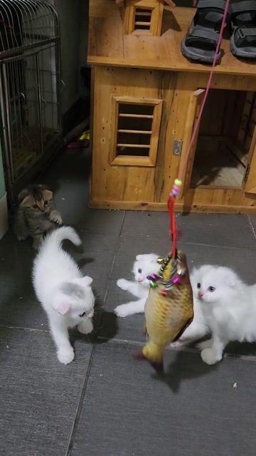 Mèo Anh lông ngắn tai cụp Tabby 2 tháng. Mua bán Mèo tại Quận Bắc Từ Liêm Hà Nội được đăng bởi andong138 hình 1