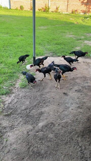 Gà chọi Pakoy lai Việt trống. Mua bán Gà tại Thành phố Buôn Ma Thuột Đắk Lắk được đăng bởi bình hình 1