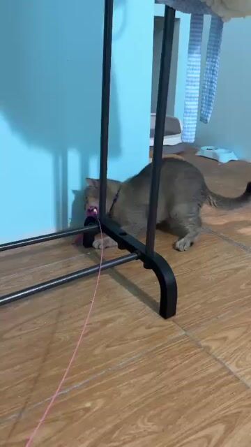 Mèo aln đực 9 tháng Xám. Mua bán Mèo tại Quận Bắc Từ Liêm Hà Nội được đăng bởi Lê Quỳnh Anh hình 1