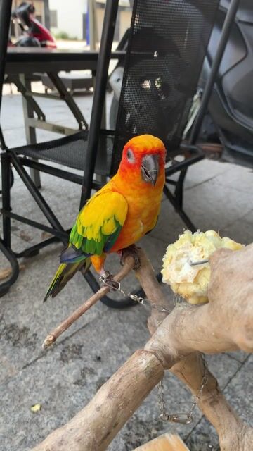 Vẹt Sun Conure Chim non. Mua bán Chim tại Huyện Chương Mỹ Hà Nội được đăng bởi menuoipet29 hình 1