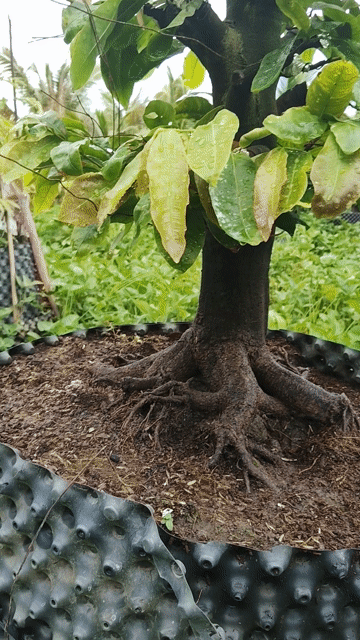 Mai vàng trang trí Tết khỏe mạnh. Mua bán Cây cảnh, đồ trang trí tại Huyện Phụng Hiệp Hậu Giang được đăng bởi Ngọc hình 1