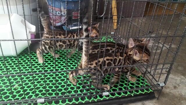 Mèo Bengal cái 2 tháng 8 ngày tuổi. Mua bán Mèo tại Quận Hà Đông Hà Nội được đăng bởi Thủy hình 1
