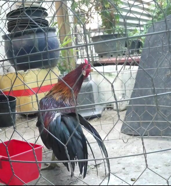 Điều xanh 2kg6. Mua bán Gà tại Huyện Hòa Thành Tây Ninh được đăng bởi Hoàng Tiến hình 1