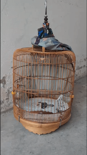 Chim Chích chòe than Đen trắng. Mua bán Chim tại Quận Bình Thạnh Tp Hồ Chí Minh được đăng bởi Nguyen van tien hình 1