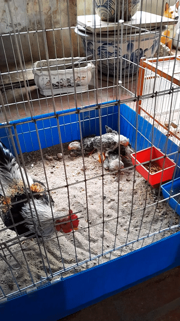 Gà con Chuối trắng 40 ngày tuổi. Mua bán Gà tại Quận Đống Đa Hà Nội được đăng bởi Nguyễn huy Thành  hình 1