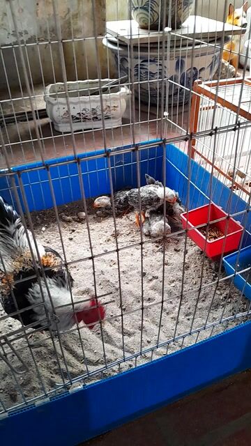 Gà con Chuối trắng 40 ngày tuổi. Mua bán Gà tại Quận Đống Đa Hà Nội được đăng bởi Nguyễn huy Thành  hình 1