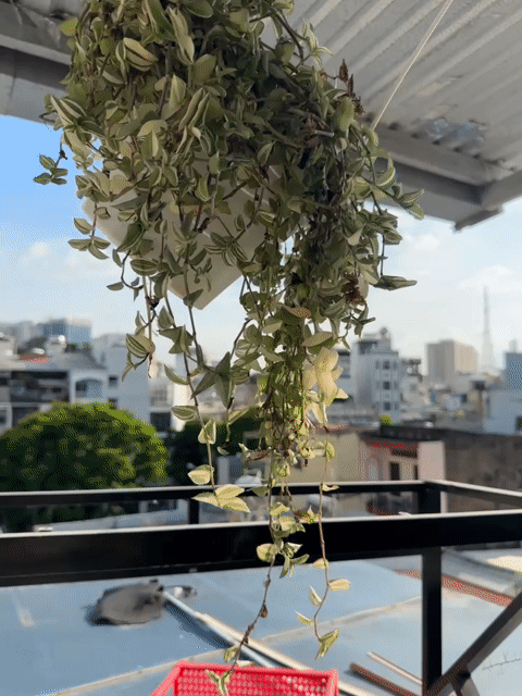 Cho thuê Phòng trọ Quận 1 Tp Hồ Chí Minh diện tích 40 m² giá 6,9 triệu/tháng