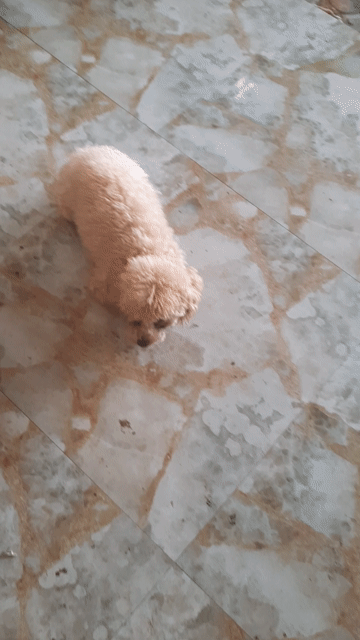 Chó Poodle cái đã sinh sản. Mua bán Chó tại Huyện Vĩnh Cửu Đồng Nai được đăng bởi Minh Luân hình 1