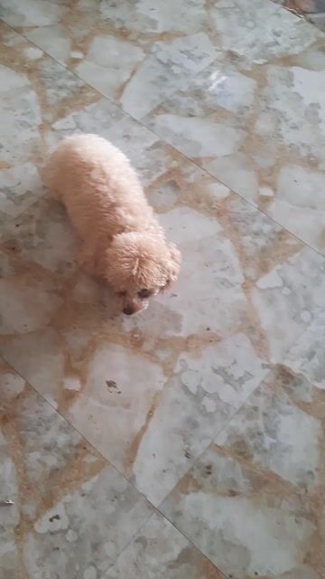 Chó Poodle cái đã sinh sản. Mua bán Chó tại Huyện Vĩnh Cửu Đồng Nai được đăng bởi Minh Luân hình 1