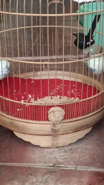 choè than miền trung. Mua bán Chim tại Quận Gò Vấp Tp Hồ Chí Minh được đăng bởi GAS BẾP GIÁ SỈ TOÀN QUỐC  hình 1