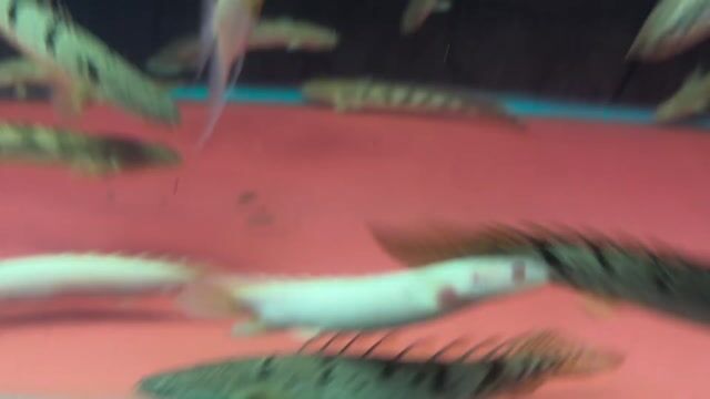 Cá Cửu Sừng Bích. Mua bán Thú cưng khác tại Quận Bình Tân Tp Hồ Chí Minh được đăng bởi Cá Cảnh JK HCM hình 1