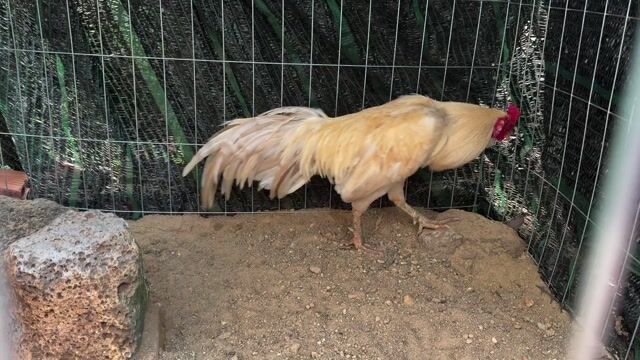 gà Bướm camelo. Mua bán Gà tại Thành phố Thủ Đức Tp Hồ Chí Minh được đăng bởi A thọ hình 1