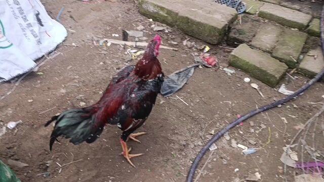 tía mơ. Mua bán Gà tại Huyện Bình Giang Hải Dương được đăng bởi khanh hình 1