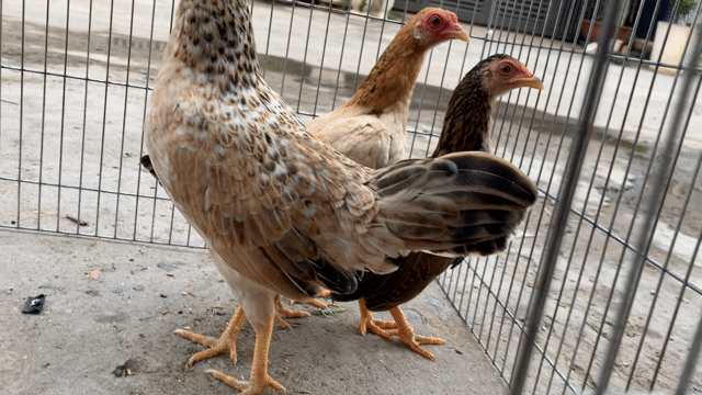 Gà tre cái màu Nâu. Mua bán Gà tại Quận 12 Tp Hồ Chí Minh được đăng bởi Phu hình 1