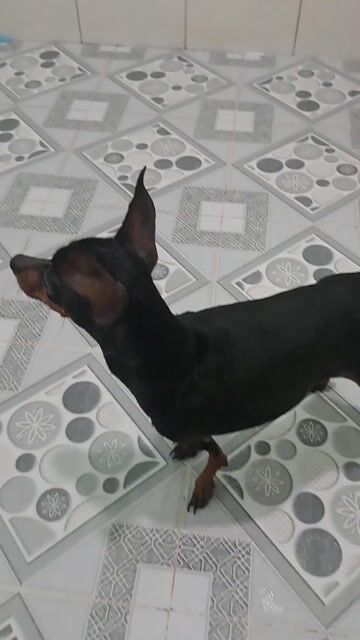 Phốc hươu cái. Mua bán Chó tại Thành phố Thuận An Bình Dương được đăng bởi Mỹ Linh hình 1