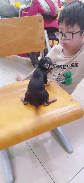 Chó Chihuahua Đực Đen vàng Đã tiêm phòng. Mua bán Chó tại Quận Tân Phú Tp Hồ Chí Minh được đăng bởi Ngân hình 1