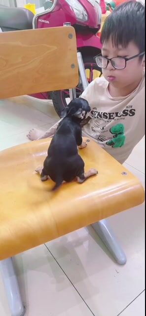 Chó Chihuahua Đực Đen vàng Đã tiêm phòng. Mua bán Chó tại Quận Tân Phú Tp Hồ Chí Minh được đăng bởi Ngân hình 1
