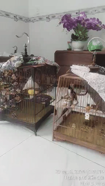 Chim cảnh màu Trắng. Mua bán Chim tại Thị xã Bến Cát Bình Dương được đăng bởi tiền hình 1