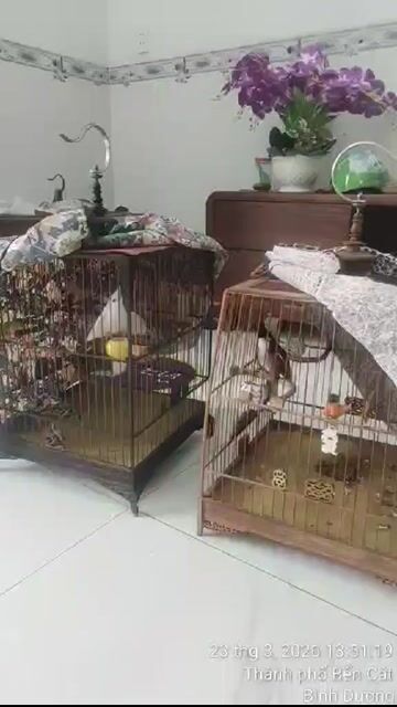 Chim cảnh màu Trắng. Mua bán Chim tại Thị xã Bến Cát Bình Dương được đăng bởi tiền hình 1