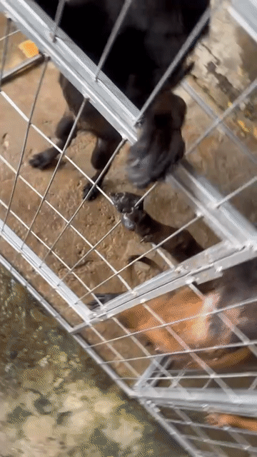 Chó Malinois 6 tháng Đực Cái đã tiêm phòng. Mua bán Chó tại Quận Ninh Kiều Cần Thơ được đăng bởi Gà Tre Bắc Cộc hình 1