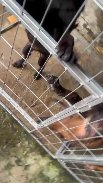 Chó Malinois 6 tháng Đực Cái đã tiêm phòng. Mua bán Chó tại Quận Ninh Kiều Cần Thơ được đăng bởi Gà Tre Bắc Cộc hình 1