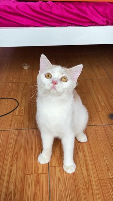 MÈO ĐỰC ALN - MẸ SILVER - BA BICOLOR