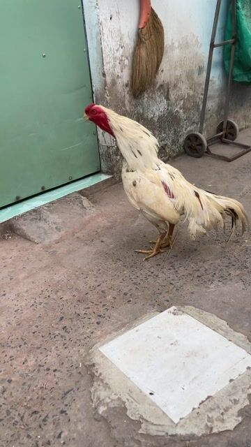 Gà tơ Trắng 2kg Đực. Mua bán Gà tại Thành phố Thuận An Bình Dương được đăng bởi zin bi hình 1