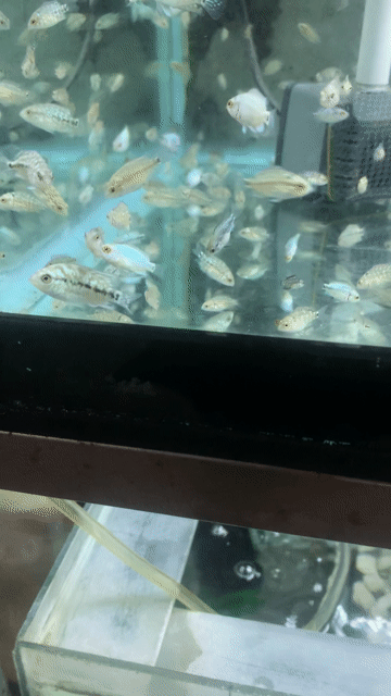 Cá la hán bột kamfa gb. Mua bán Thú cưng khác tại Quận Tân Phú Tp Hồ Chí Minh được đăng bởi Dang tri tinh hình 1