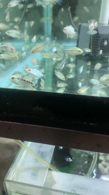 Cá la hán bột kamfa gb. Mua bán Thú cưng khác tại Quận Tân Phú Tp Hồ Chí Minh được đăng bởi Dang tri tinh hình 1