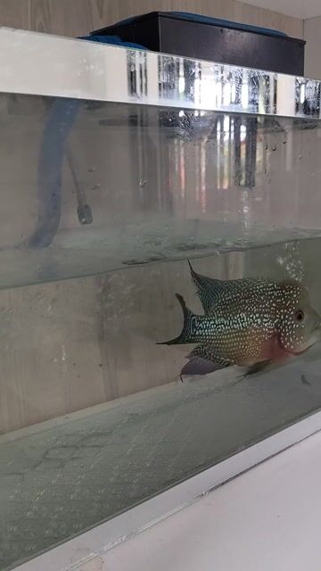 Cá la hán Kamfa F1 size 4 ngón. Mua bán Thú cưng khác tại Quận Ninh Kiều Cần Thơ được đăng bởi Men hình 1