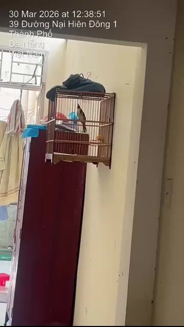 chim quảng cf long mới. Mua bán Chim tại Quận Liên Chiểu Đà Nẵng được đăng bởi TB hình 1