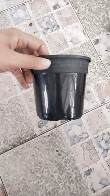 Chậu trồng cây Thakico Nhựa Đen 12x11. Mua bán Cây cảnh, đồ trang trí tại Huyện Cần Giuộc Long An được đăng bởi Thiện Trang Nguyễn hình 1