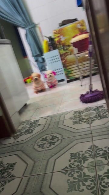 mình có 2 bé poodle 1 bé 18th 1bé 15th muốn bán. Mua bán Chó tại Huyện Đông Hưng Thái Bình được đăng bởi minh ngọc hình 1