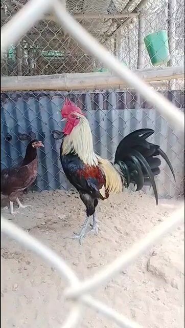 Gà Mỹ trống 3.6kg. Mua bán Gà tại Huyện Mỹ Xuyên Sóc Trăng được đăng bởi Châu Minh Nhựt  hình 1