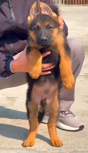 Chó Becgie Đức 70 ngày tuổi đã tiêm. Mua bán Chó tại Huyện Bình Chánh Tp Hồ Chí Minh được đăng bởi Trường Bùi nguyên hình 1