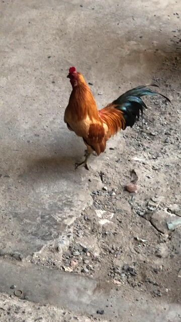 Gà tre Bắc đực 5 lạng 5. Mua bán Gà tại Quận 12 Tp Hồ Chí Minh được đăng bởi ti bú hình 1