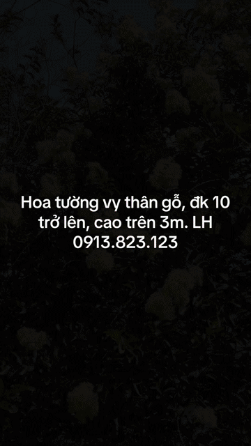 Hoa tường vi hồng trên 3m đường kính trên 10cm. Mua bán Cây cảnh, đồ trang trí tại Thành phố Tây Ninh Tây Ninh được đăng bởi PCCC Tây Ninh hình 1