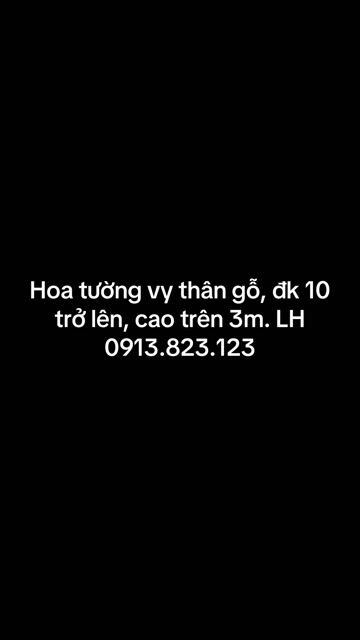 Hoa tường vi hồng trên 3m đường kính trên 10cm. Mua bán Cây cảnh, đồ trang trí tại Thành phố Tây Ninh Tây Ninh được đăng bởi PCCC Tây Ninh hình 1