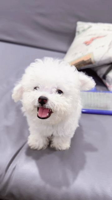 Chó Bichon 2 tháng tuổi. Mua bán Chó tại Quận Hai Bà Trưng Hà Nội được đăng bởi Maison Bichon hình 1