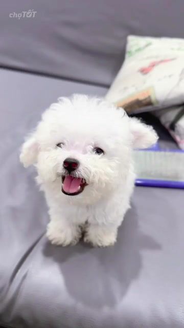 Chó Bichon 2 tháng tuổi. Mua bán Chó tại Quận Hai Bà Trưng Hà Nội được đăng bởi Maison Bichon hình 1