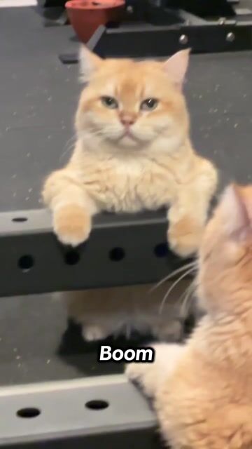 Mèo Anh Lông Ngắn Golden. Mua bán Mèo tại Thành phố Thủ Đức Tp Hồ Chí Minh được đăng bởi Lê Mạnh Trí hình 1