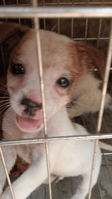Chó mẹ và 4 chó con  Poodle lai Nhật Nâu, trắng. Mua bán Chó tại Huyện An Dương Hải Phòng được đăng bởi phạm văn thành hình 1