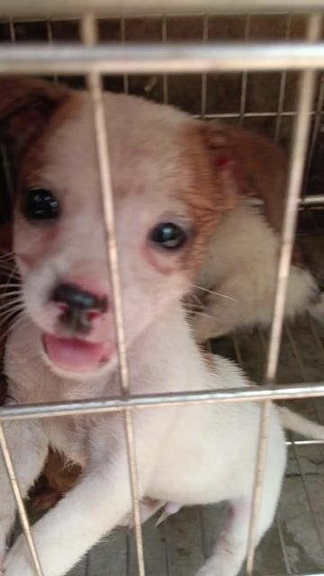 Chó mẹ và 4 chó con  Poodle lai Nhật Nâu, trắng. Mua bán Chó tại Huyện An Dương Hải Phòng được đăng bởi phạm văn thành hình 1