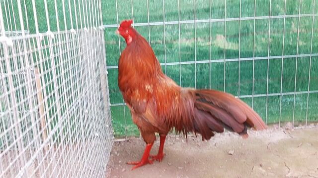 Gà chọi màu Nâu đỏ 2kg9. Mua bán Gà tại Huyện Long Hồ Vĩnh Long được đăng bởi Tuấn Anh hình 1