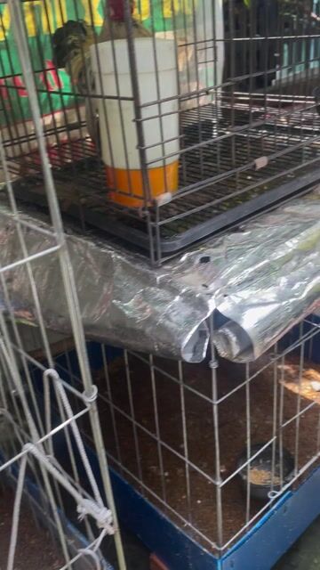 Gà cảnh đa sắc. Mua bán Gà tại Thành phố Thuận An Bình Dương được đăng bởi Trung Bao hình 1