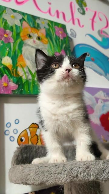 HCM Vũng Tàu bán mèo ALN cái đã tiêm cá rẻ. Mua bán Mèo tại Quận 5 Tp Hồ Chí Minh được đăng bởi Miss An hình 1