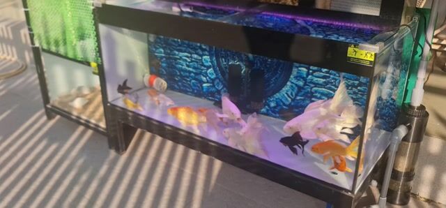 Cá chép cảnh 30cm. Mua bán Thú cưng khác tại Thành phố Châu Đốc An Giang được đăng bởi quang hiển hình 1